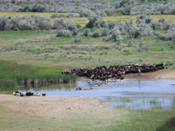 Herders move their livestock across a river in the Aktobe province of Kazakhstan, near the Bronze Age site of Kumsay. Photo courtesy of Alicia Ventresca-Miller. 
